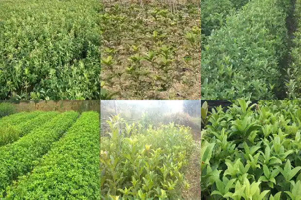 和桂花树相似的树1685580793905