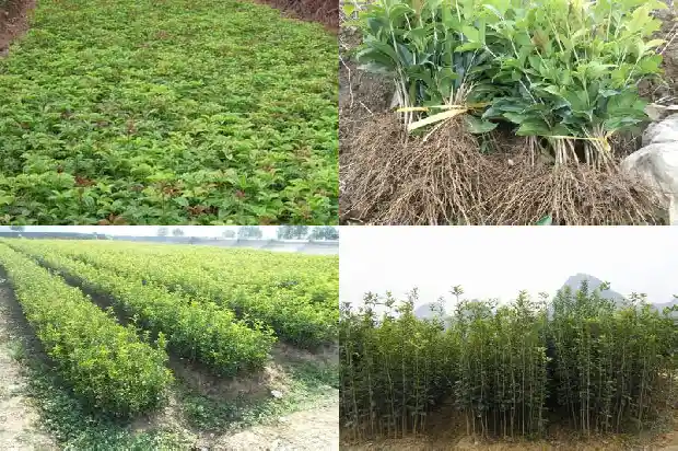 和桂花树相似的树1685580793953