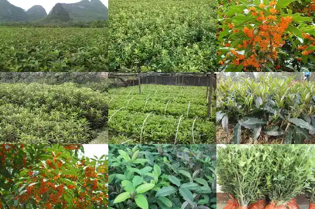 和桂花树相似的树1685580794001