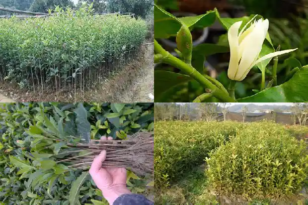 和桂花相似的树1685580801233