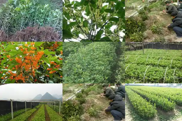 枸杞能不能和桂花一起泡水喝1689467232409