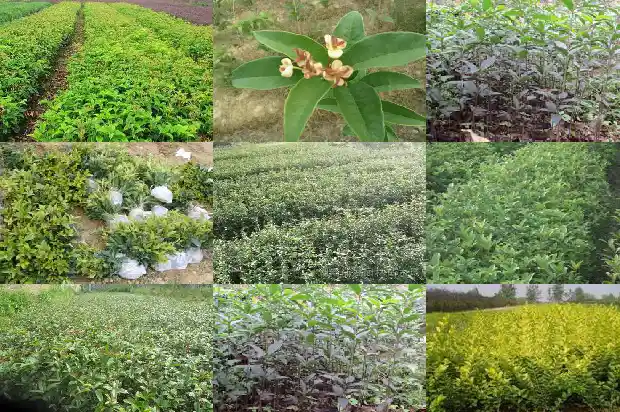 岩桂花与桂花有什么区别1685580823770