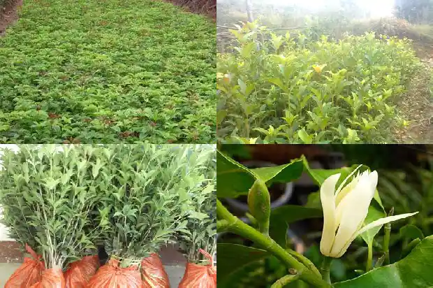 岩桂花与桂花有什么区别1685580823817