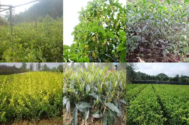 桂树和桂花树一样吗1685580833203