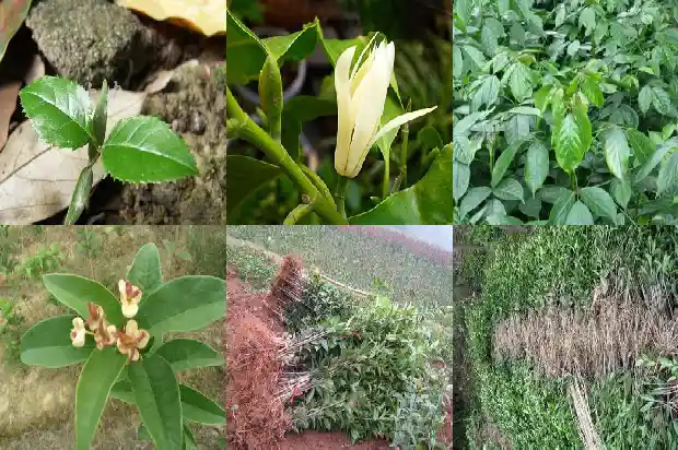 桂树和桂花树一样吗1685580833250