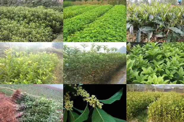 桂树和桂花树一样吗1685580833298