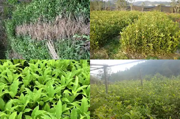 桂花在什么1685580852581