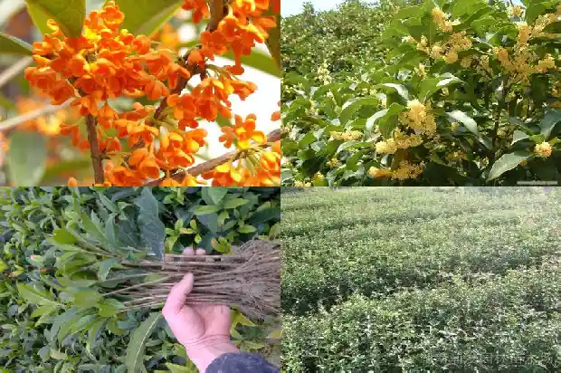 桂枝和桂花树的区别是什么1685580864555