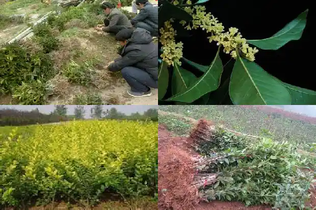 桂枝和桂花树的区别是什么1685580864601