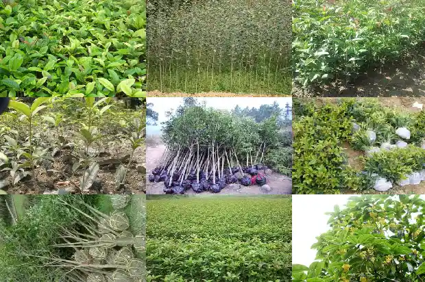 桂花与桂枝是一种树吗1685580876458
