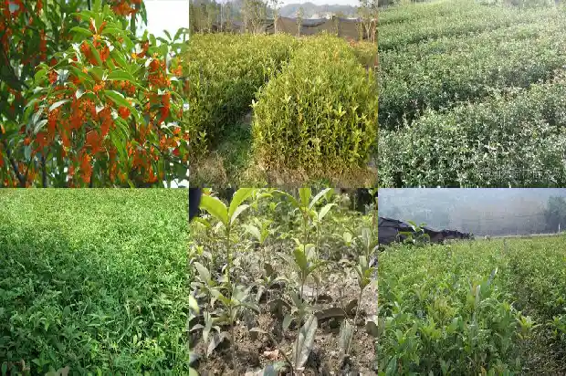桂花与桂枝是一种树吗1685580876554