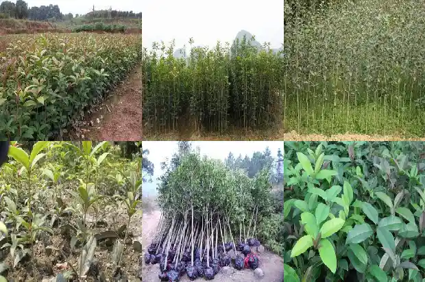 桂花树几月份施肥最好呢1690677464455