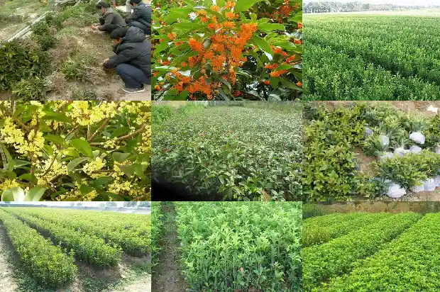 野桂花树有哪几种颜色的花1685580898628
