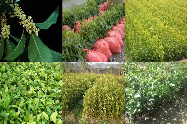 野桂花树有哪几种颜色的花1685580898675