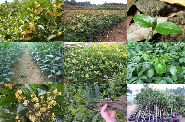 野桂花树有哪几种颜色的花1685580898723
