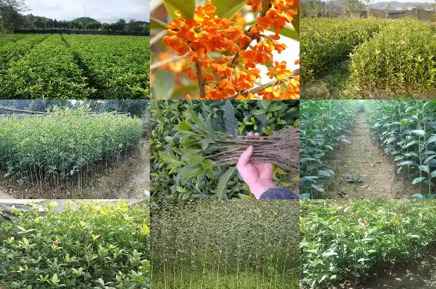 桂花树什么颜色花好看1685580910055