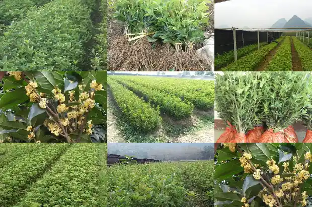 桂花树什么颜色花好看1685580910103