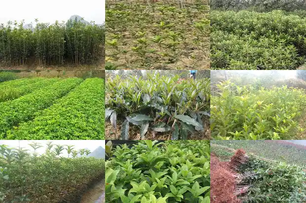 桂花树什么颜色花好看1685580910199