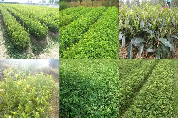 常见的桂花树苗有多高1685580929306