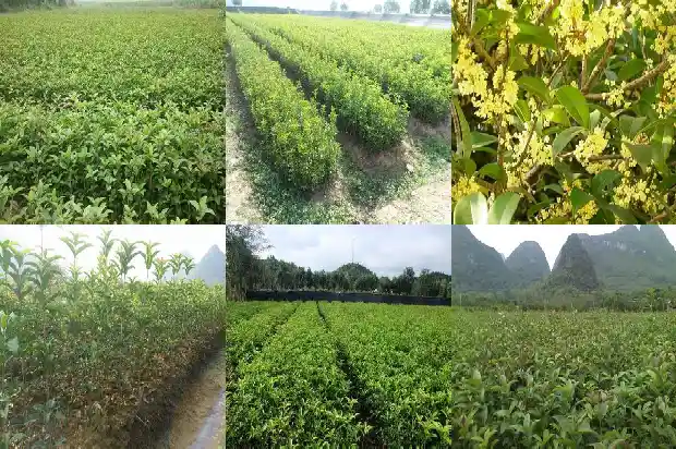常见的桂花树苗有多高1685580929354