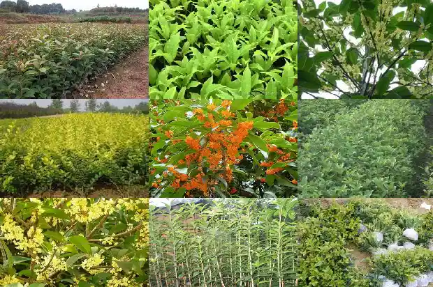 桂花树像什么东西一样1685580944502