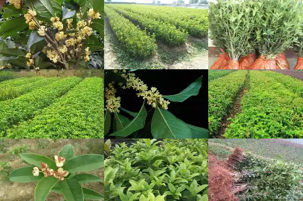桂花树像什么东西一样1685580944550