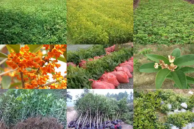 桂花树有哪几种病?1685580956034