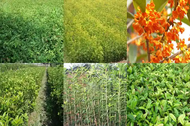 桂花树有哪几种病?1685580956177