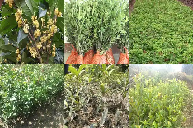 桂花树结什么1685580968094