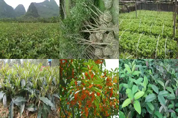桂花树结什么1685580968141