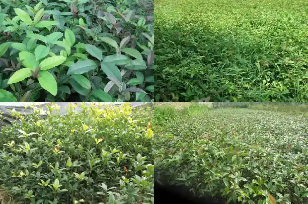桂花树结什么1685580968237