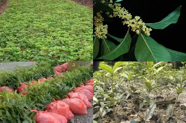 桂花树结桂圆吗?1685580976017