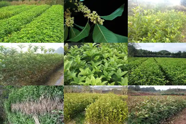 最常见的桂花树是哪种桂花呢1685580987742
