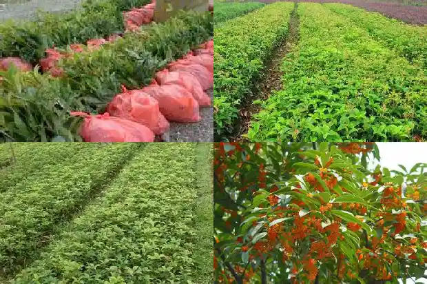 最常见的桂花树是哪种桂花呢1685580987885