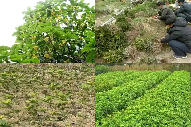 最常见的桂花树是哪种树呢1685580997655
