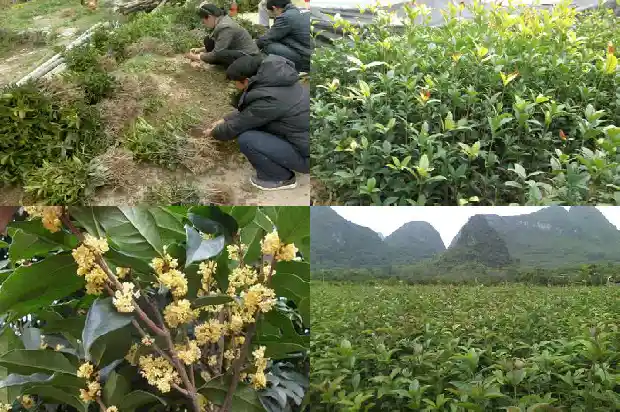 最常见的桂花树是哪种树呢1685580997703
