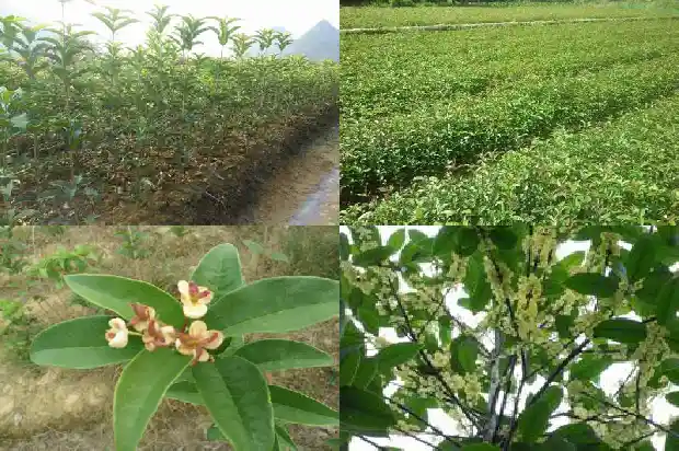 最常见的桂花树是哪种树呢1685580997751