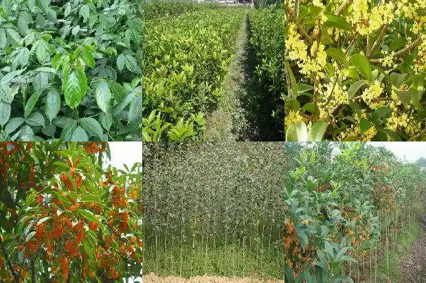 桂花属于什么树类1685581025962