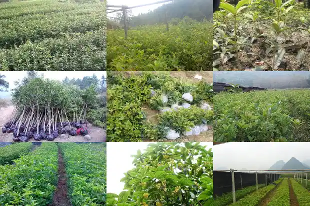 桂花属于什么树类1685581026010