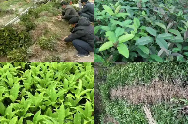 桂花是属于树还是花1685581035391