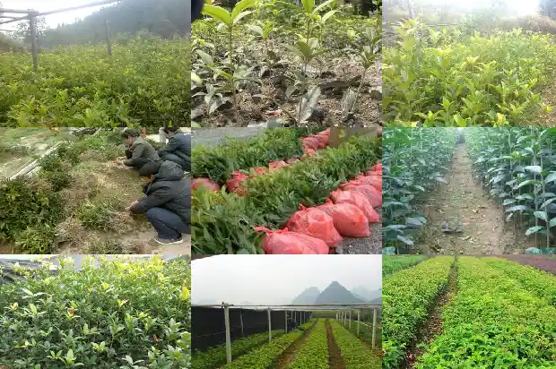 桂花是属于树还是花1685581035438