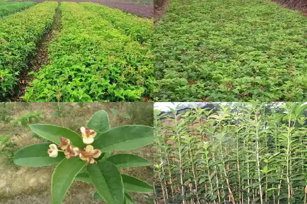 野桂花什么时候种树好1685581052266