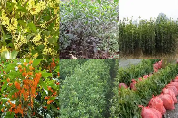 野桂花什么时候种树好1685581052314