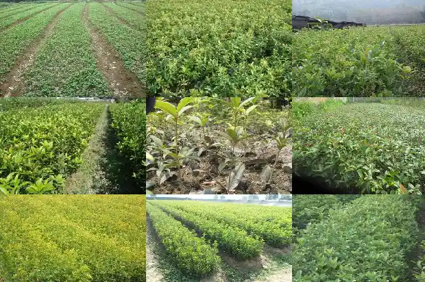 桂花树什么时候栽种1685581059694