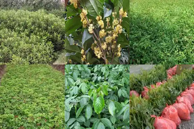 桂花树什么时候栽种1685581059742
