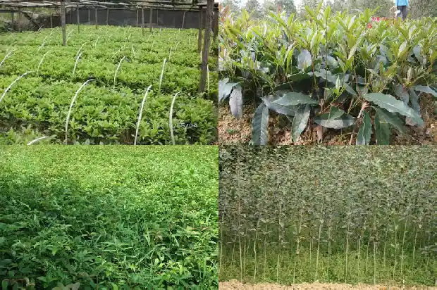 野桂花怎么种植1685581069369
