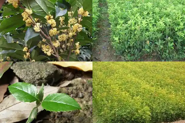 野桂花怎么种植1685581069464