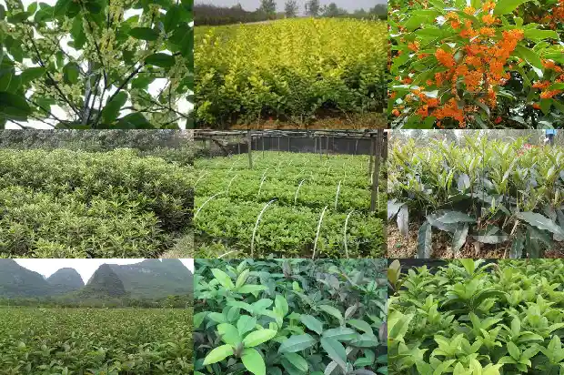 桂花树的高度一般是多少1690072176286
