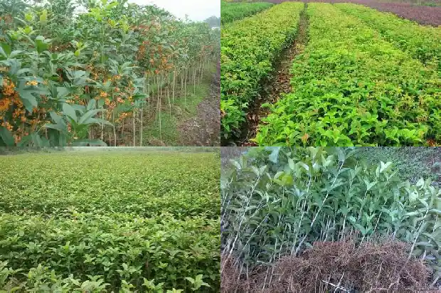 野桂花的种植技术和管理1685581090423