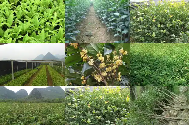 野桂花的种植技术和管理1685581090470